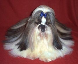 shih-tzu