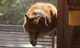 corgi-trying-and-failing-to-jump-over-a-fence.gif